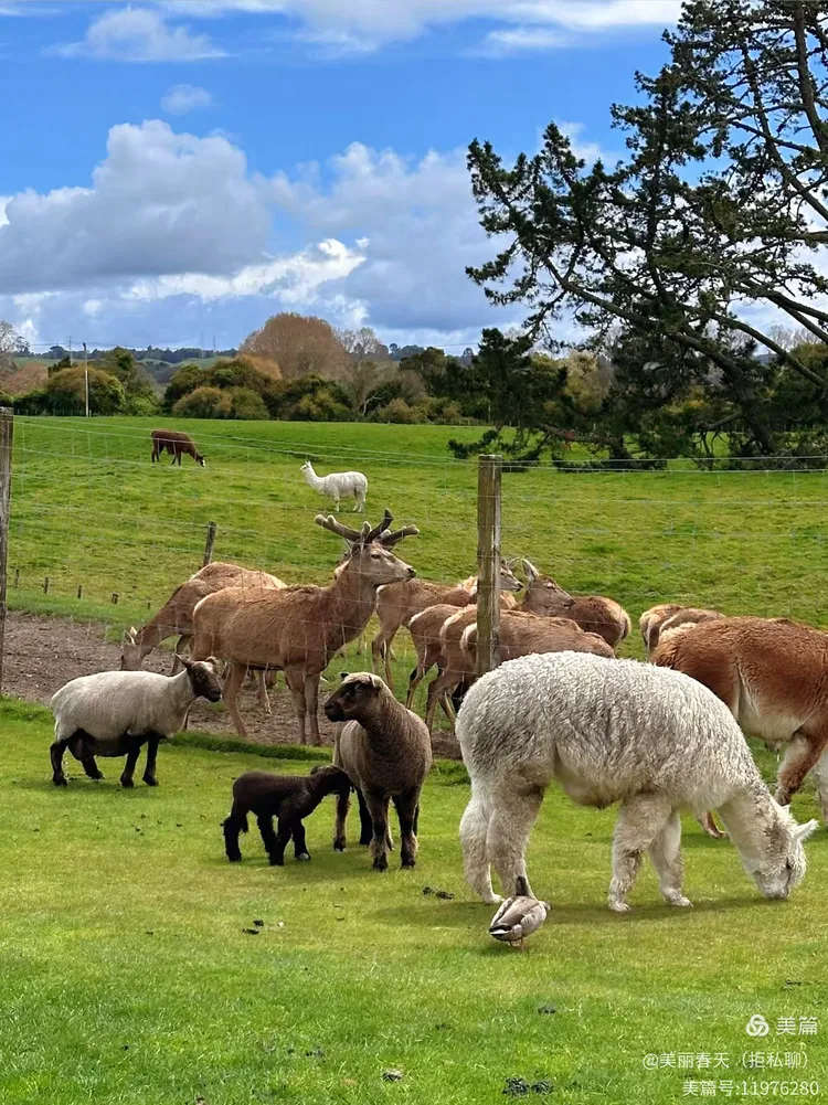 新西兰爱歌顿皇家私人牧场